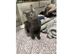 Toph, Domestic Shorthair For Adoption In Wilmore, Kentucky