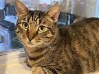 Simba, Domestic Shorthair For Adoption In Myrtle Beach, South Carolina