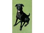 Cole, Labrador Retriever For Adoption In Merriam, Kansas