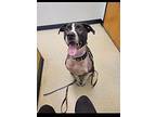 Hank, Labrador Retriever For Adoption In Lewis Center, Ohio