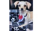 Dusty, Dachshund For Adoption In Riverside, California