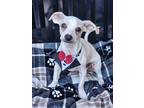Derby, Dachshund For Adoption In Riverside, California