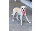 Nana, Labrador Retriever For Adoption In Riverside, California
