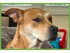 Branch, Labrador Retriever For Adoption In Amherst, Massachusetts