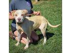 Timmy, American Staffordshire Terrier For Adoption In Huntley, Illinois