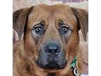 Bruno, Labrador Retriever For Adoption In Chandler, Arizona
