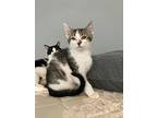 Tortellini, Domestic Shorthair For Adoption In Youngsville, North Carolina