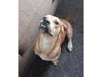 Snoop, American Pit Bull Terrier For Adoption In Germantown, Ohio