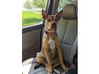 Ruby, American Staffordshire Terrier For Adoption In Eagle, Idaho