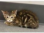 Indigo, Domestic Shorthair For Adoption In Sheboygan, Wisconsin
