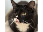 Frosty, Domestic Shorthair For Adoption In Winchendon, Massachusetts