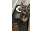 Beelzebub, Egyptian Mau For Adoption In Philadelphia, Pennsylvania