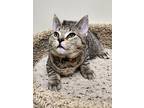 Gurney, Domestic Shorthair For Adoption In Fremont, Ohio