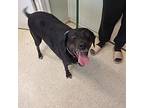 Bella, Labrador Retriever For Adoption In Gautier, Mississippi
