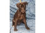Dodger, Labrador Retriever For Adoption In Forrest City, Arkansas
