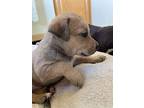 Goose (cotta L2 P6), Labrador Retriever For Adoption In Pahrump, Nevada