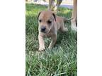 Hudson (cotta L2 P2), Labrador Retriever For Adoption In Pahrump, Nevada