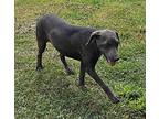 Otto, Labrador Retriever For Adoption In Tracy City, Tennessee