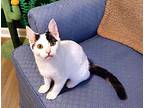 Ms Moo, Domestic Shorthair For Adoption In Apex, North Carolina