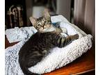 Sammy, Domestic Shorthair For Adoption In Knoxville, Tennessee
