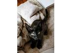 Ghost Pepper, Domestic Shorthair For Adoption In Knoxville, Tennessee