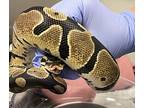 Clover, Snake For Adoption In Vista, California
