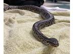 Boo Radley Macaroni, Snake For Adoption In Vista, California
