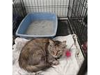 Ketu, American Wirehair For Adoption In Reeds Spring, Missouri