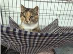 Cayenne, American Shorthair For Adoption In Reeds Spring, Missouri