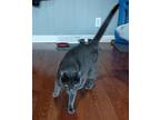 Whiskey, Domestic Shorthair For Adoption In Bloomington, Indiana