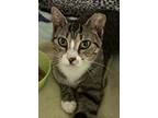 Misca, Domestic Mediumhair For Adoption In Satellite Beach, Florida