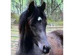 Tall Homozygous Black Athletic Straight Egyptian Colt