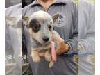 Australian Cattle Dog PUPPY FOR SALE ADN-825982 - Blue Heeler Puppies