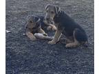 Airedale Terrier PUPPY FOR SALE ADN-825884 - Airedale Terriers