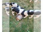 English Springer Spaniel PUPPY FOR SALE ADN-825855 - AKC English Springer
