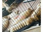 Golden Retriever PUPPY FOR SALE ADN-825821 - SS litter
