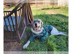 Great Pyrenees-Huskies Mix DOG FOR ADOPTION RGADN-1175639 - Andre - Great