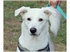 Canaan Dog-Huskies Mix DOG FOR ADOPTION RGADN-1177043 - Benny - Husky / Canaan
