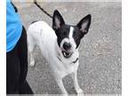 Canaan Dog Mix DOG FOR ADOPTION RGADN-1177056 - Candy - Canaan Dog / Mixed