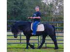 12 yo Friesian Stallion
