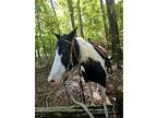 Quarter Horse Gypsy Vanner Cross Trail Boss