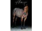 Gentle & Quiet Ranch Versatility & Trail AQHA BAY ROAN Gelding