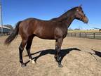 2 year old Thoroughbred Stallion