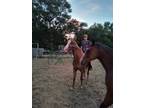 Loving and gets along with all animals. Kid friendly.