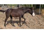 Flashy QH Colt
