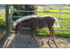 Mini Horse Colt AMHR/AMHA