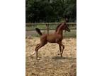 Half Arabian Colt SOLD!