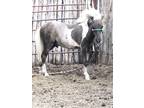 Beautiful miniature paint colt we call Apachi (SOLD)