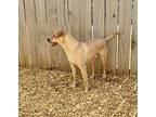Scout, Labrador Retriever For Adoption In Birmingham, Alabama