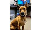 Basil, Dachshund For Adoption In Tulare, California